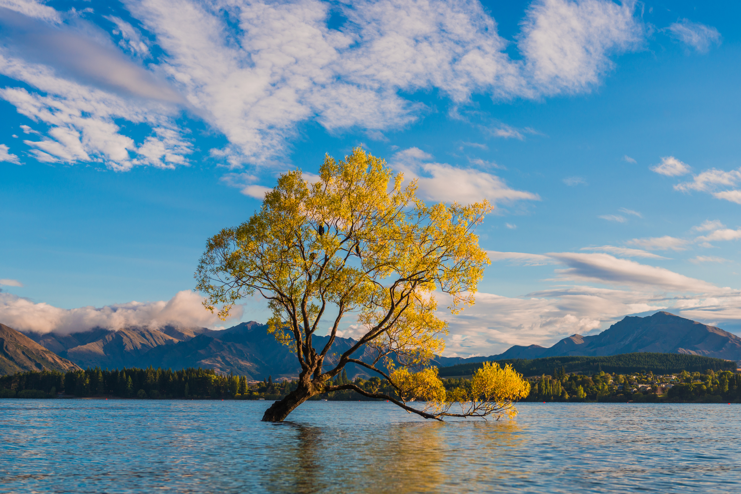 wanaka (3).webp